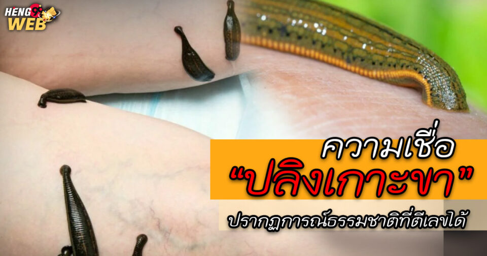 ปลิงเกาะขา ตีเลข -"Leech clings to leg, hit the number"
