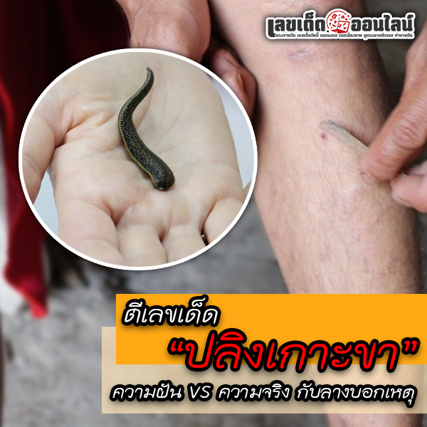 รูปภาพความเชื่อปลิงเกาะขาของ lekdedonline